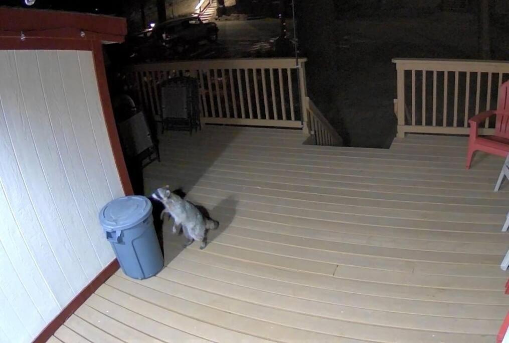 Snow Bunny Cottage, Pets Welcomed! Green Valley Lake Exterior foto
